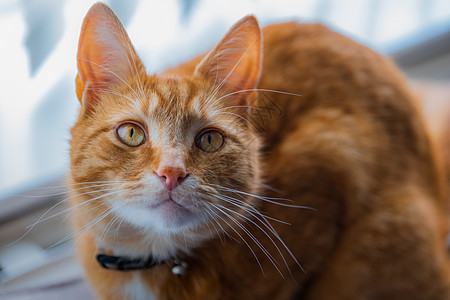 年轻的金洁泰比猫猫咪黄色眼睛大花猫成人毛皮橙子窗户宠物虎斑图片