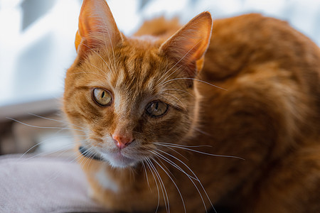 年轻的金洁泰比猫宠物眼睛胡须头发成人家畜大花猫虎斑猫眼哺乳动物图片