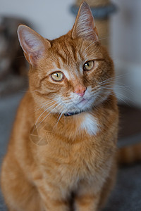 年轻的金洁泰比猫窗户头发橙子胡须房子眼睛猫眼毛皮动物家畜图片