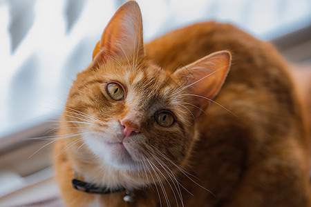 年轻的金洁泰比猫头发窗户老虎眼睛大花猫小猫橙子毛皮成人猫眼图片