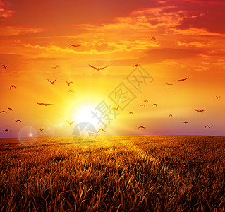 野草原上的温暖日落荒野国家地平线航班农村太阳自由季节阳光场地图片
