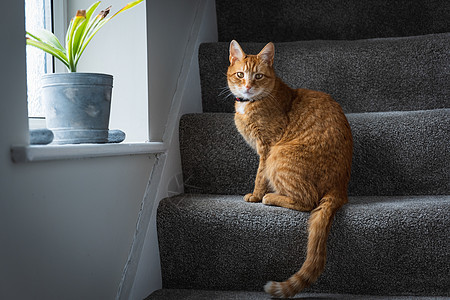 年轻的金洁泰比猫头发眼睛猫眼黄色窗户哺乳动物动物房子猫咪小猫图片