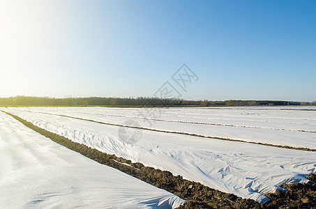 早春田地里的马铃薯种植园覆盖着纺粘农用纤维 保护植物免受日常温度变化的大气影响 温室效应 农业技术在农业图片