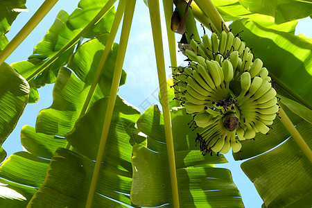 香蕉树的低角视图丛林小吃皮肤气候宏观水果树叶森林阳光团体图片