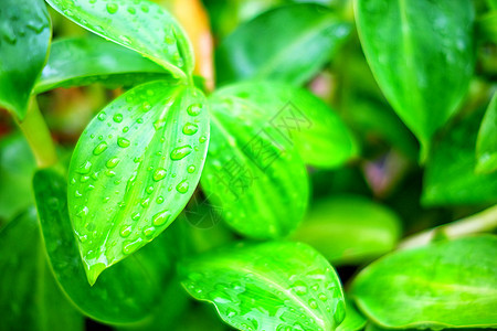 绿叶背景上的雨滴天气温泉反射树叶叶子生活宏观植物环境季节图片