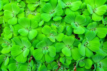 漂浮在池塘里的绿色 Pistia 或水白菜图片