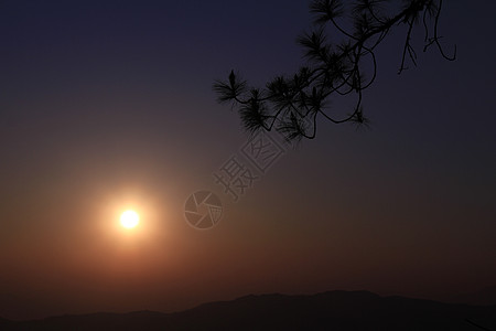 太阳落日时的松树枝森林生态老化日落生物学生物黑色剪影场景风景图片