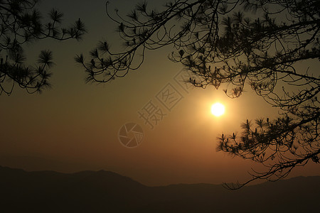 太阳落日时的松树枝木头国家生物学日落生物老化剪影橙子场景环境图片