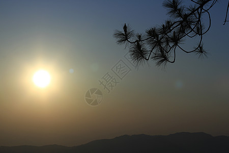 太阳落日时的松树枝场景生物学木头老化日落橙子森林生态风景黑色图片