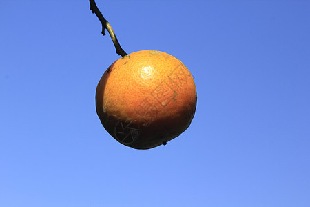 黄橙橘色柑橘营养蔬菜饮食热带皮肤食物季节团体橙子果汁图片