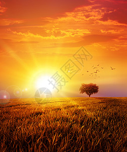 野草原上的温暖日落天空土地自由晴天太阳辉光日出草地航班阳光图片