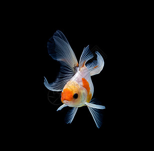 在深黑黑色背景下被孤立的金鱼红色动物金色橙子大自然红水宠物图片