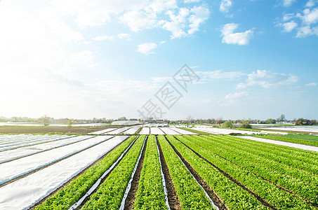 在阳光明媚的日子里种植马铃薯种植园 农业综合企业 种植蔬菜食品 农业经济部门 使用纺粘农用纤维技术保护农作物免受寒冷天气的影响图片