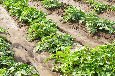 在农田上种植年轻的马铃薯灌木 农业和农作物蔬菜生产 有机农产品 浇水 施肥和病虫害防治 农业工业和农业综合企业图片