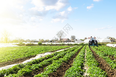 农民在田间种植年轻的里维埃拉马铃薯 除草和改善空气进入植物根部 用硝酸盐和耕作土壤肥料进一步灌溉图片