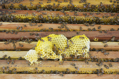 养蜂业近距离观察蜂窝上的工作蜜蜂生物学蜂房养蜂人动物蜂蜡房子六边形梳子花粉殖民地图片