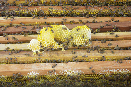 养蜂业近距离观察蜂窝上的工作蜜蜂工人梳子生物学房子蜂蜡昆虫六边形翅膀花粉蜂房图片