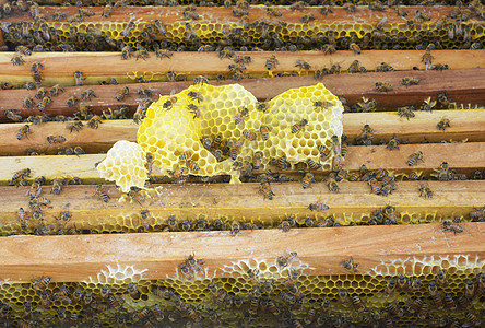 养蜂业近距离观察蜂窝上的工作蜜蜂昆虫六边形养蜂人梳子蜂蜡生物学农业花粉房子细胞图片