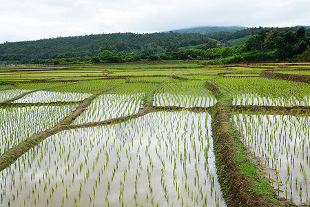 梯田上的绿稻田文化季节食物农村农场生长阳台收获爬坡灌溉图片