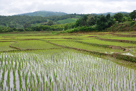 梯田上的绿稻田季节风景国家食物生长农场种植园爬坡旅游园艺图片