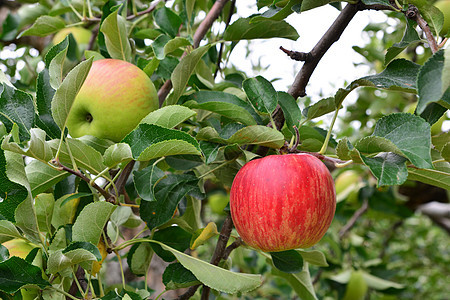 苹果马卢斯内玛拉 在树上 在日本无花果农业坎子微风水果植物叶子农场极光食物图片