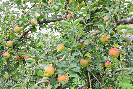 苹果马卢斯内玛拉 在树上 在日本农场无花果食物坎子叶子果园生长树木花园收成图片