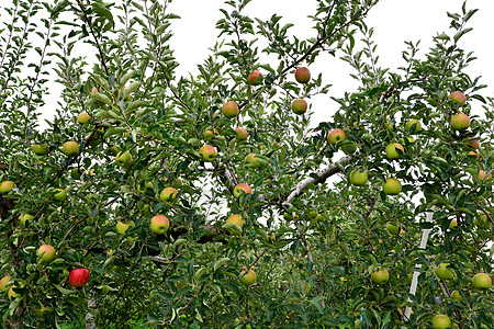 苹果马卢斯内玛拉 在树上 在日本农场花园食物叶子收成果园生长植物无花果农业图片