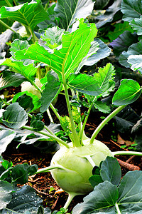 根菜卷心菜植物农场收成食物土壤地球宏观花园蔬菜营养图片