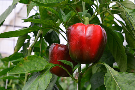 甜椒灯笼椒食物叶子栽培农场工作农业季节美女立方体种植园图片