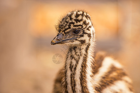 澳大利亚婴儿Emu图片