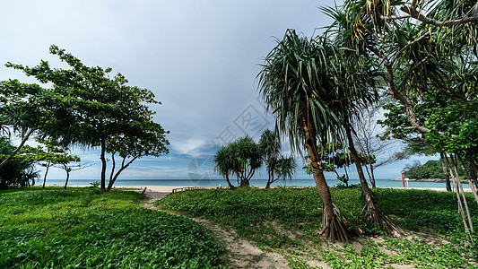 在沙滩上 桑迪走在通往海边的路上沿海海洋人行道假期绿色海岸海岸线风景叶子沙丘图片