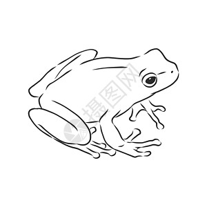 在 whitefrog 矢量素描它制作图案上孤立的青蛙的轮廓图蚀刻情调林蛙两栖眼睛蟾蜍艺术沼泽丛林草图图片