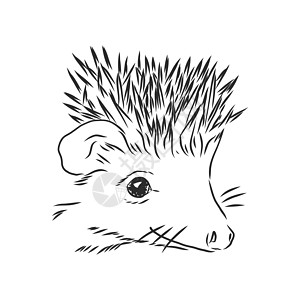 在白色背景上孤立的刺猬素描鼻子铅笔宠物荒野雕刻动物园绘画豪猪森林艺术图片