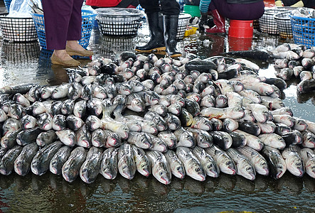 鱼类市场出售的灰 Mulllet鱼养殖农业灰色银色塑料食物卖家渔业拍卖水产图片
