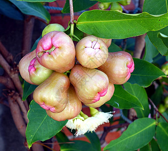 树上新鲜的黄蜡苹果或贝尔水果图片
