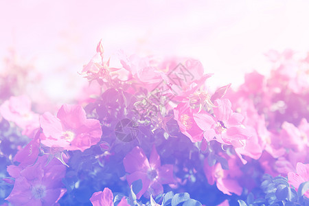 美丽的粉红玫瑰背景 复古效果图片