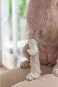 兽医诊所的狗腿折断和绷带考试药品爪子病人伤口疼痛纱布毛皮保健女性图片