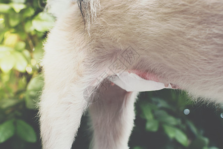 兽医诊所的狗腹部手术绷带小狗卫生考试药品伤害女性毛皮解剖宠物纱布图片