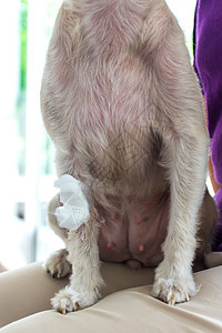 兽医诊所的狗腿折断和绷带猎犬宠物卫生女性考试犬类病人伤口药品纱布图片