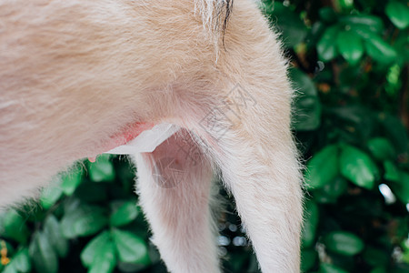 兽医诊所的狗腹部手术绷带毛皮药品宠物医生伤害解剖病人医院猎犬女性图片