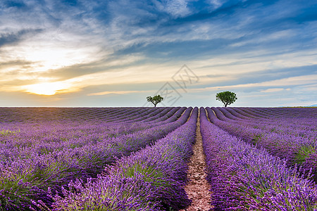 法国普罗旺斯阿尔卑斯高原Valensole的拉凡德草地遗产阳光地球紫色日出全景植物农村淡紫色结盟图片
