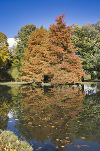 秋树在池塘中闪耀木头黄色植物红色棕色季节风景森林叶子树叶图片