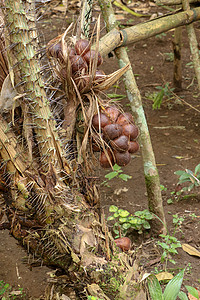 棕榈树上的一串热带 Salak 水果 有锋利的长刺和几米长的叶子 果实成簇生长在手掌根部 蛇果因红褐色鳞状皮肤种子情调美食异国花图片