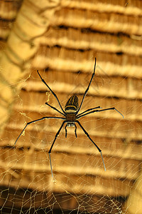 或金色圆网蜘蛛的正面图 巨型香蕉蜘蛛正在网上等待他的猎物 蜘蛛宏观特写镜头在狂放的亚洲巴厘岛的 来自东南亚的大型彩色蜘蛛橙子食肉图片