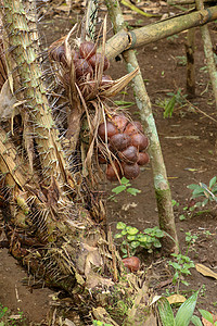 棕榈树上的一串热带 Salak 水果 有锋利的长刺和几米长的叶子 果实成簇生长在手掌根部 蛇果因红褐色鳞状皮肤棕榈种子食物异国情图片