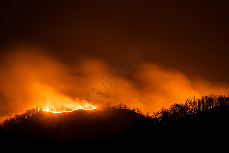 夜间燃烧树木的森林火灾烧伤危险剪影气候场景风光黑色破坏灾难野火图片