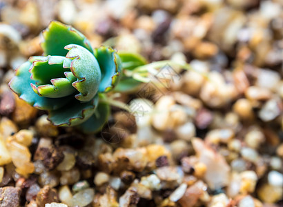 Kalanchoe秋天的小芽 和在碎石上发芽植物群生长婴儿植物土壤绿色叶子花园树叶树苗图片