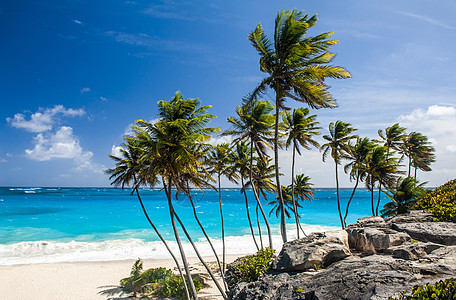 巴巴多斯底湾海滩支撑椰子太阳风景异国植被蓝色热带手掌天空图片