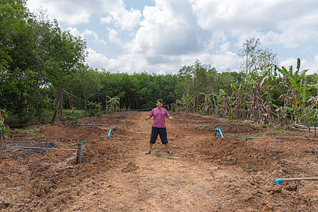 幼苗或树苗是水果之王男人营养种植园叶子食物种子园艺植物榴莲国家图片