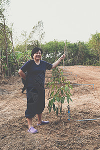 幼苗或树苗是水果之王萼片农民国王花园榴莲季节食物热带环境种子图片